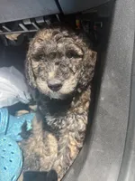 Kush, a male Goldendoodle for sale in Huntsville, AL – 5 of 5