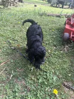 Onyx , a female Goldendoodle for sale in Huntsville, AL – 6 of 6