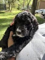 Onyx , a female Goldendoodle for sale in Huntsville, AL – 5 of 6