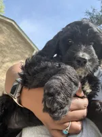 Onyx , a female Goldendoodle for sale in Huntsville, AL – 1 of 6