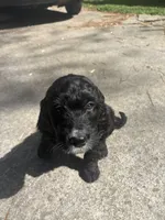 Onyx , a female Goldendoodle for sale in Huntsville, AL – 3 of 6