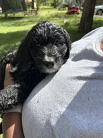 Onyx , a female Goldendoodle for sale in Huntsville, AL – 4 of 6