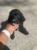 Onyx , a female Goldendoodle for sale in Huntsville, AL – 2 of 6