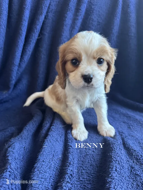 Benny – Cavalier King Charles Spaniel puppy for sale in Marion, IN