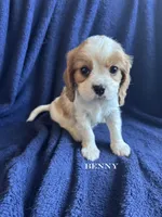 Benny, a male Cavalier King Charles Spaniel for sale in Marion, IN – 1 of 3
