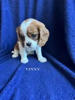 Vinny, a male Cavalier King Charles Spaniel for sale in Marion, IN – 2 of 3