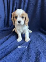 Benny, a male Cavalier King Charles Spaniel for sale in Marion, IN – 3 of 3