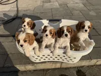 Benny, a male Cavalier King Charles Spaniel for sale in Marion, IN – 2 of 3