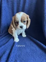 Vinny, a male Cavalier King Charles Spaniel for sale in Marion, IN – 1 of 3