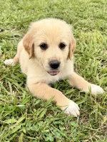 Yellow Collar, a female Golden Pyrenees for sale in Beechgrove, TN – 2 of 4