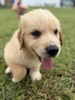 Blue Collar, a male Golden Pyrenees for sale in Beechgrove, TN – 3 of 4