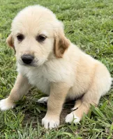 Yellow Collar, a female Golden Pyrenees for sale in Beechgrove, TN – 4 of 4