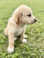 Yellow Collar, a female Golden Pyrenees for sale in Beechgrove, TN – 3 of 4