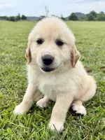 Fuschia Collar, a female Golden Pyrenees for sale in Beechgrove, TN – 5 of 5