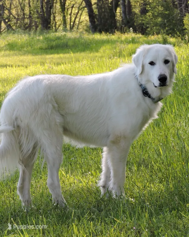 Two Year Old Great Pyrenees – Great Pyrenees puppy for sale in Beechgrove, TN