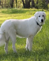 Two Year Old Great Pyrenees, a female Great Pyrenees for sale in Beechgrove, TN – 1 of 4