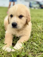 Blue Collar, a male Golden Pyrenees for sale in Beechgrove, TN – 2 of 4