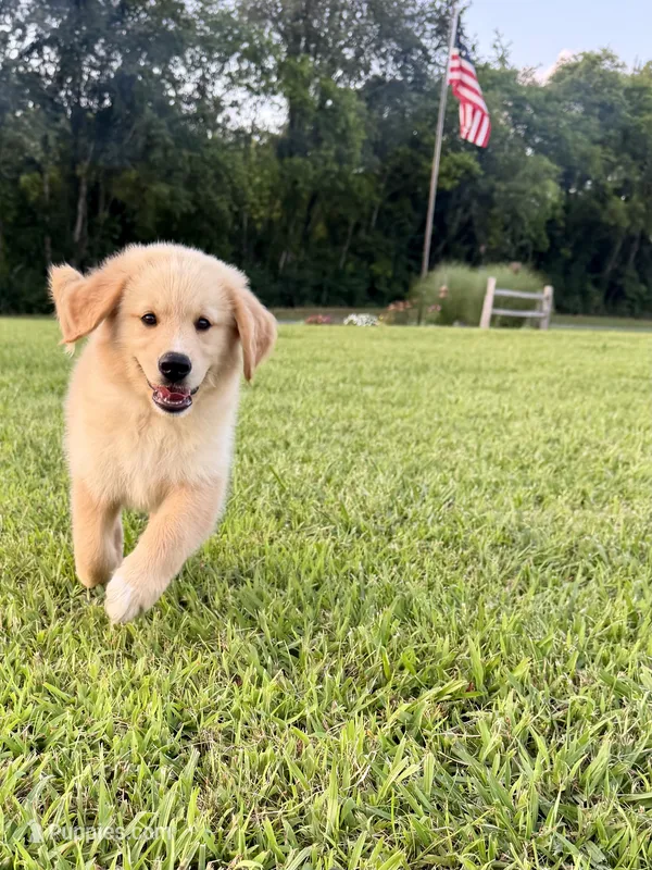 Golden Pyrenees- Purple Collar – Golden Pyrenees puppy for sale in Beechgrove, TN