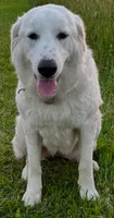 Two Year Old Great Pyrenees, a female Great Pyrenees for sale in Beechgrove, TN – 3 of 4
