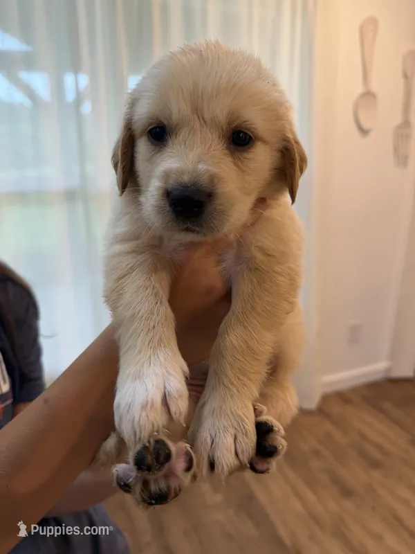 Golden Pyrenees-Light Pink Collar – Golden Pyrenees puppy for sale in Beechgrove, TN