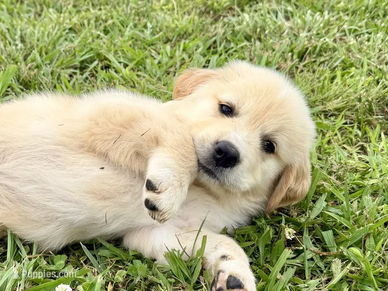 Golden Pyrenees- Fuschia Collar – Golden Pyrenees puppy for sale in Beechgrove, TN