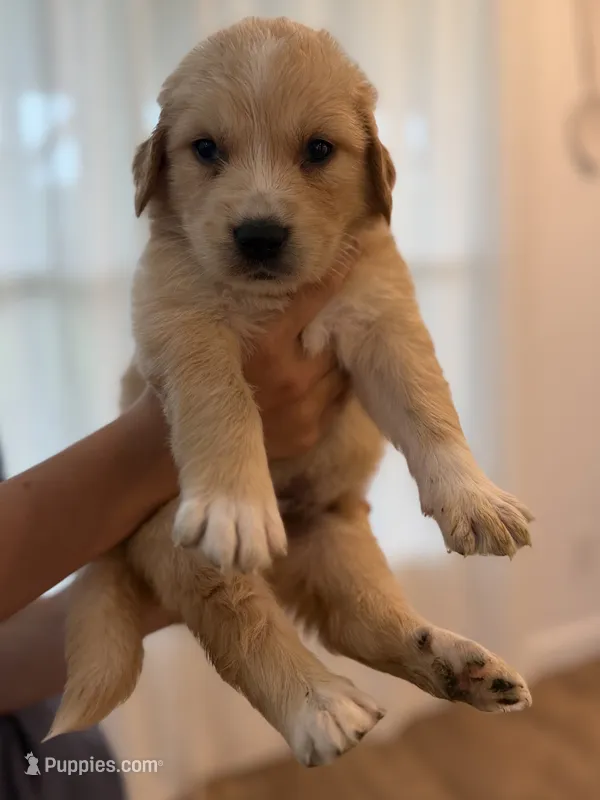 Golden Pyrenees-Blue Collar – Golden Pyrenees puppy for sale in Beechgrove, TN