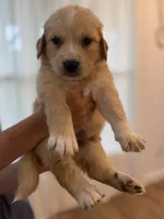 Golden Pyrenees-Blue Collar, a male Golden Pyrenees for sale in Beechgrove, TN – 1 of 1