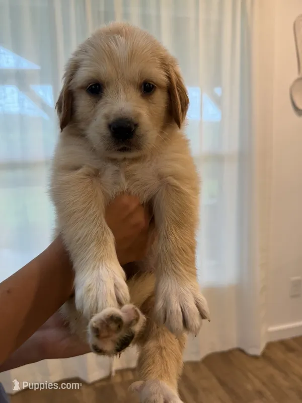 Golden Pyrenees-Red Collar – Golden Pyrenees puppy for sale in Beechgrove, TN