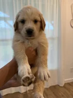 Golden Pyrenees-Red Collar, a female Golden Pyrenees for sale in Beechgrove, TN – 1 of 1