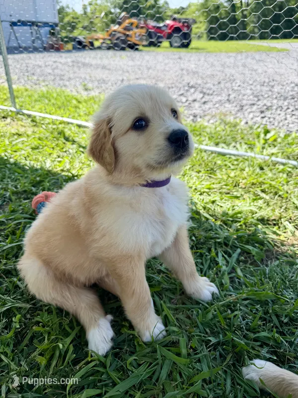 Golden Pyrenees- Purple Collar – Golden Pyrenees puppy for sale in Beechgrove, TN