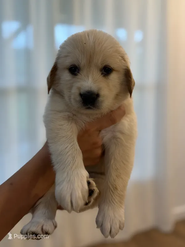 Golden Pyrenees- Fuschia Collar – Golden Pyrenees puppy for sale in Beechgrove, TN