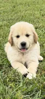 Fuschia Collar, a female Golden Pyrenees for sale in Beechgrove, TN – 2 of 5