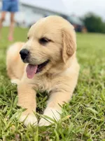 Blue Collar, a male Golden Pyrenees for sale in Beechgrove, TN – 4 of 4