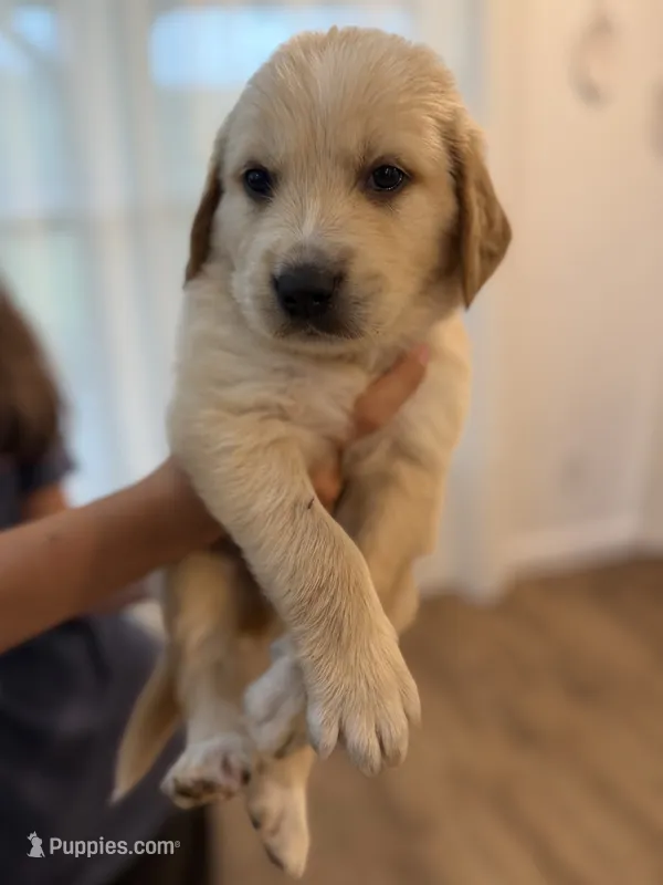 Golden Pyrenees- Brown Collar – Golden Pyrenees puppy for sale in Beechgrove, TN