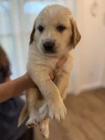 Golden Pyrenees- Brown Collar, a male Golden Pyrenees for sale in Beechgrove, TN – 1 of 1