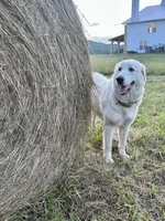 Two Year Old Great Pyrenees, a female Great Pyrenees for sale in Beechgrove, TN – 4 of 4