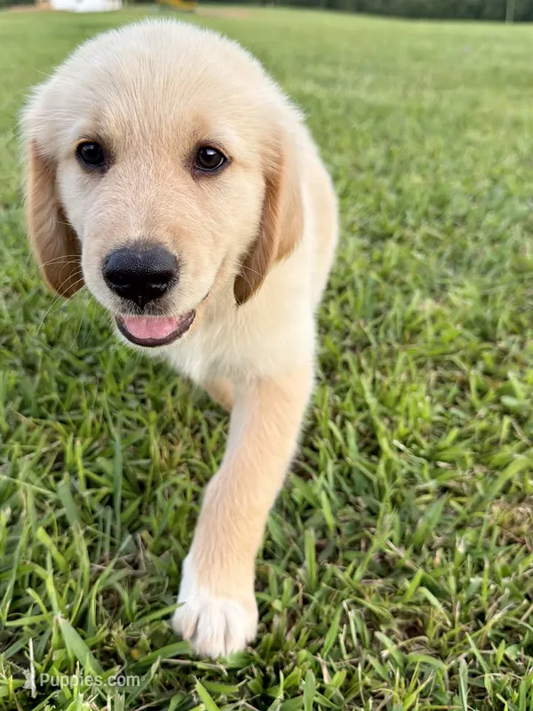 Yellow Collar – Golden Pyrenees puppy for sale in Beechgrove, TN