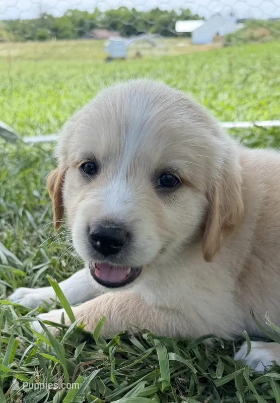 Golden Pyrenees- Green Collar – Golden Pyrenees puppy for sale in Beechgrove, TN