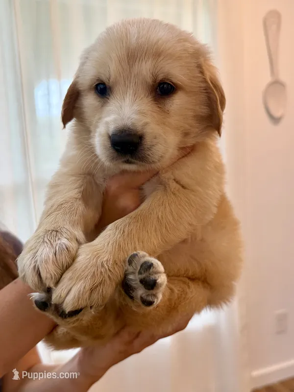 Golden Pyrenees- Green Collar – Golden Pyrenees puppy for sale in Beechgrove, TN