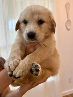 Golden Pyrenees- Green Collar, a male Golden Pyrenees for sale in Beechgrove, TN – 1 of 1