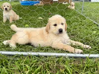 Fuschia Collar, a female Golden Pyrenees for sale in Beechgrove, TN – 4 of 5