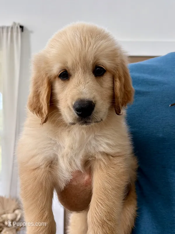 Golden Pyrenees- Purple Collar – Golden Pyrenees puppy for sale in Beechgrove, TN
