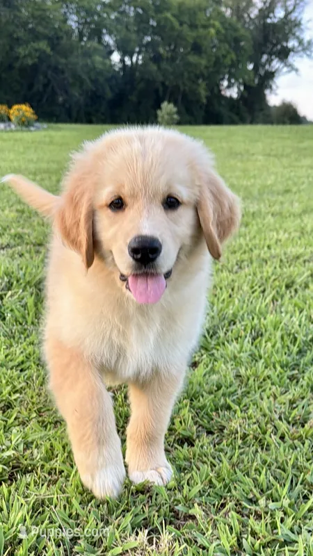 Golden Pyrenees- Purple Collar – Golden Pyrenees puppy for sale in Beechgrove, TN