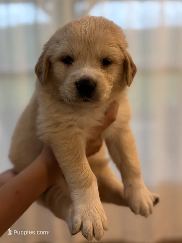 Golden Pyreneees- Black Collar – Golden Pyrenees puppy for sale in Beechgrove, TN