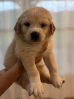 Golden Pyreneees- Black Collar, a male Golden Pyrenees for sale in Beechgrove, TN – 1 of 1