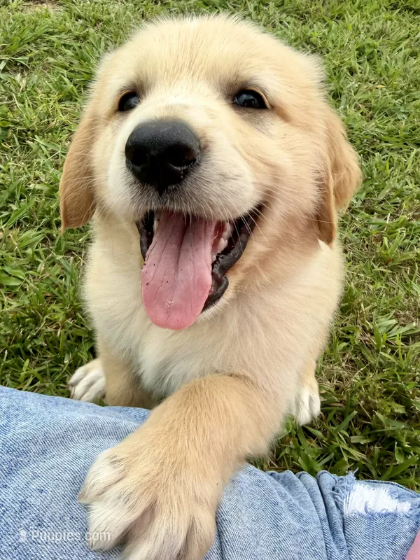 Golden Pyrenees- Green Collar – Golden Pyrenees puppy for sale in Beechgrove, TN