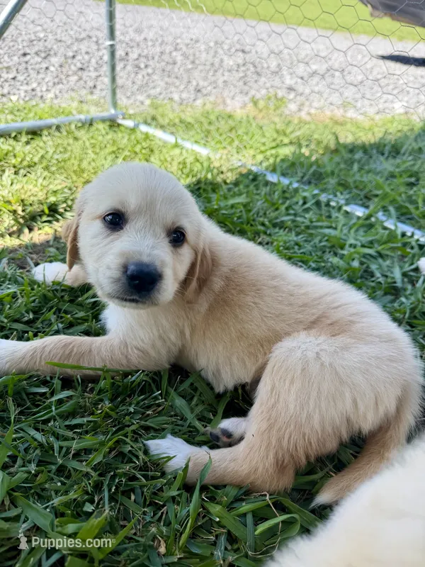 Golden Pyrenees-Light Pink Collar – Golden Pyrenees puppy for sale in Beechgrove, TN