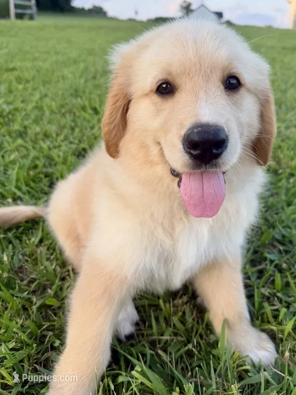 Blue Collar – Golden Pyrenees puppy for sale in Beechgrove, TN