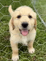 Yellow Collar, a female Golden Pyrenees for sale in Beechgrove, TN – 1 of 4