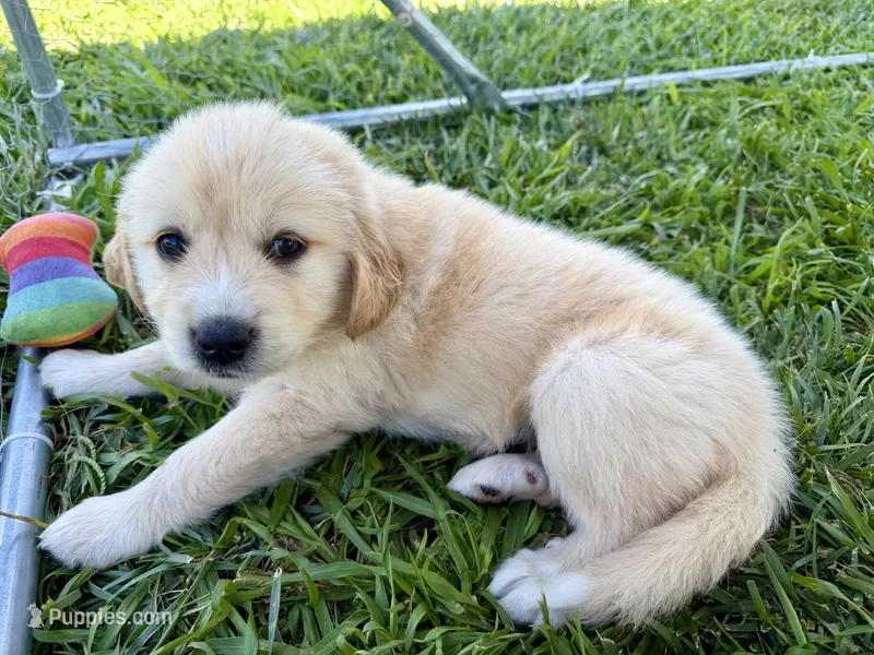 Golden Pyrenees- Fuschia Collar – Golden Pyrenees puppy for sale in Beechgrove, TN